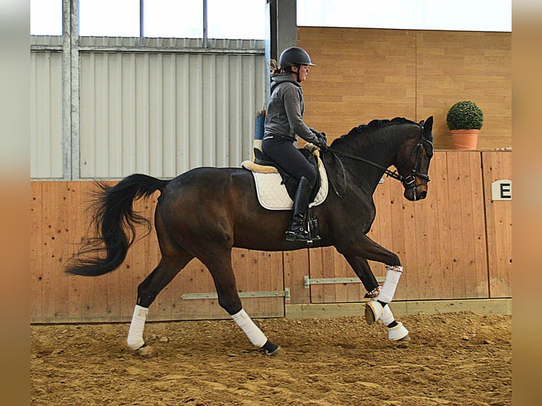 Oldenburgo Caballo castrado 6 años 174 cm Castaño oscuro in Bassum