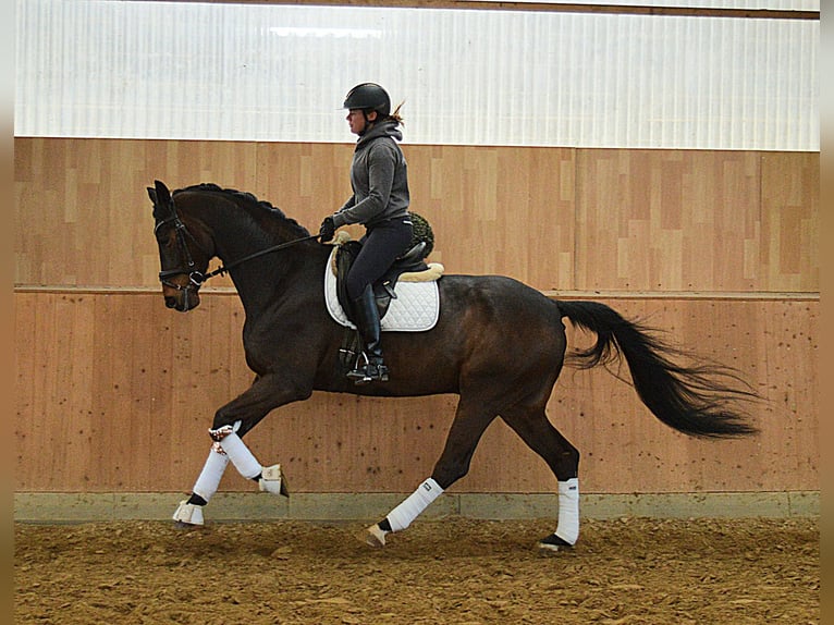Oldenburgo Caballo castrado 6 años 174 cm Castaño oscuro in Bassum