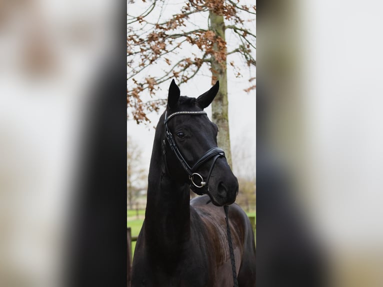 Oldenburgo Caballo castrado 6 años 174 cm Negro in Zaffelare
