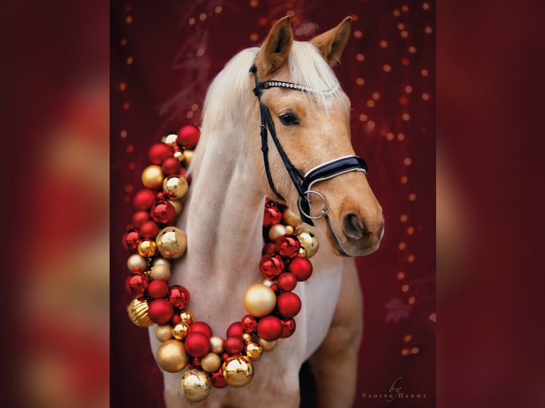 Oldenburgo Caballo castrado 6 años 174 cm Palomino in Berlin