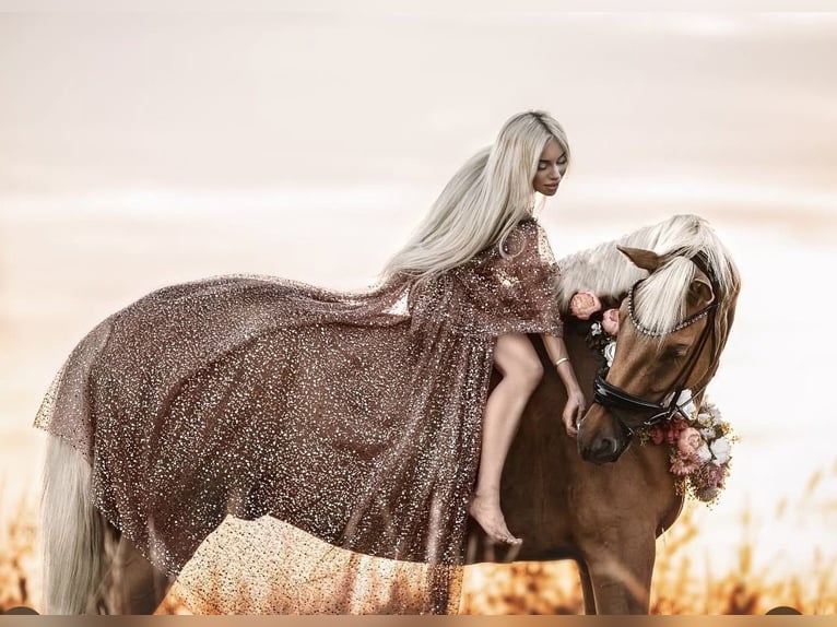 Oldenburgo Caballo castrado 6 años 174 cm Palomino in Berlin