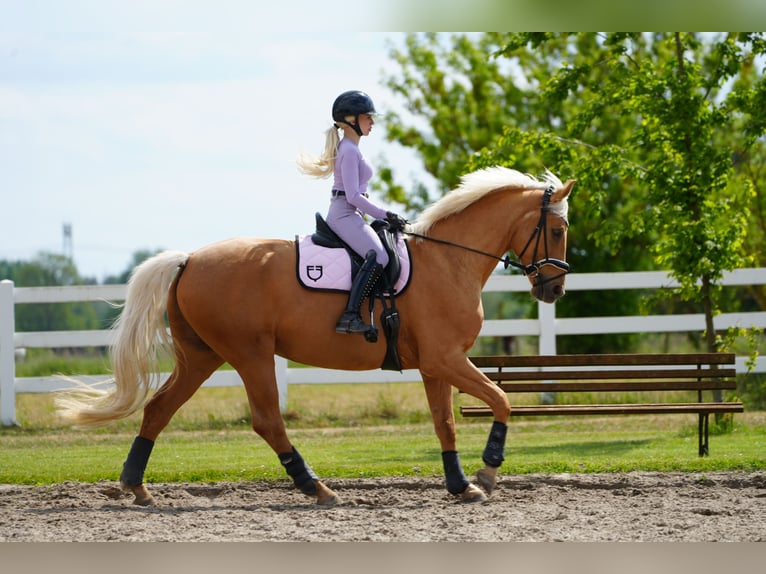 Oldenburgo Caballo castrado 6 años 174 cm Palomino in Berlin