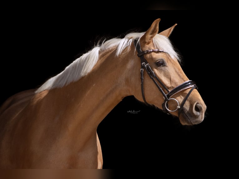 Oldenburgo Caballo castrado 6 años 174 cm Palomino in München