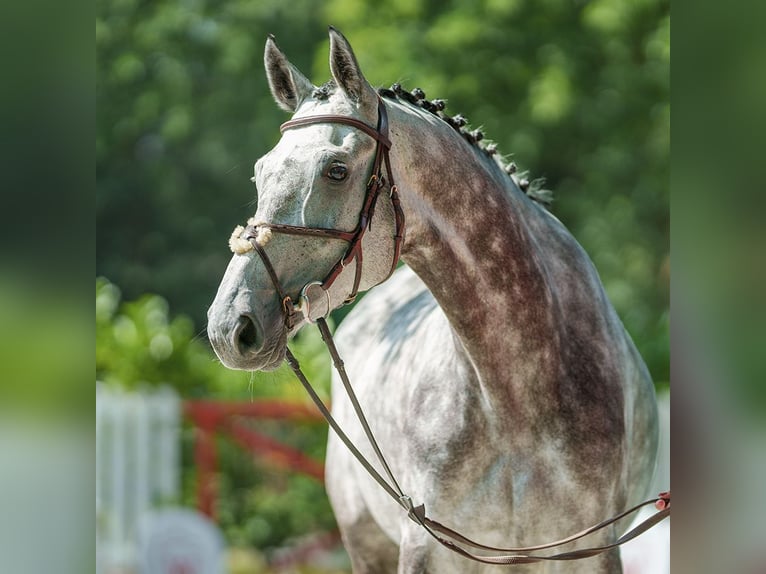 Oldenburgo Caballo castrado 6 años 174 cm Tordo in Münster