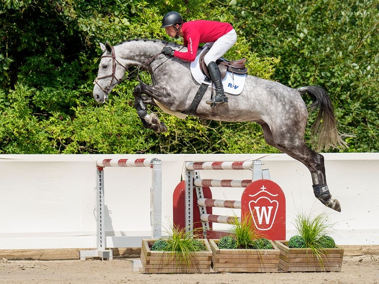 Oldenburgo Caballo castrado 6 años 174 cm Tordo in Münster