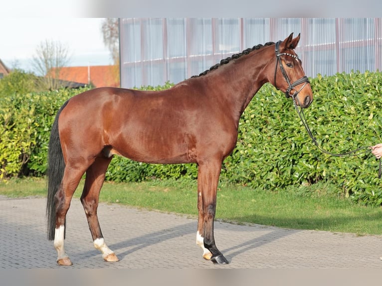 Oldenburgo Caballo castrado 6 años 175 cm in Warendorf