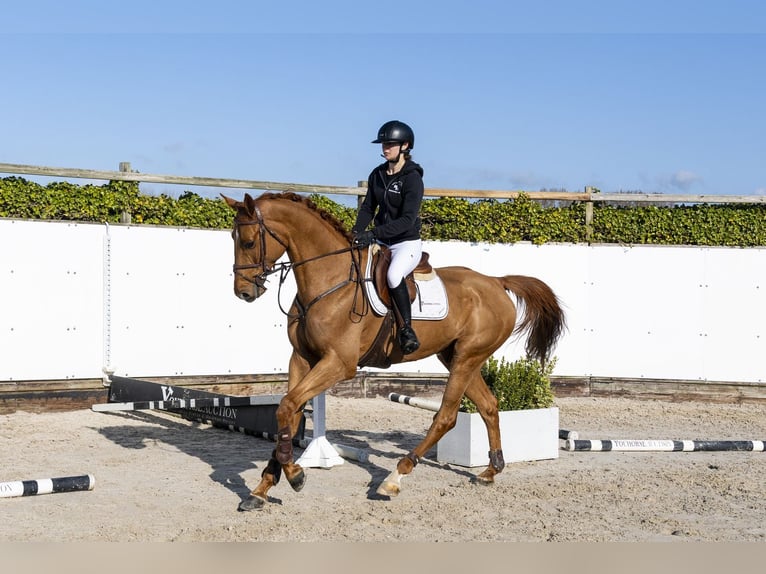 Oldenburgo Caballo castrado 6 años 175 cm  in Waddinxveen