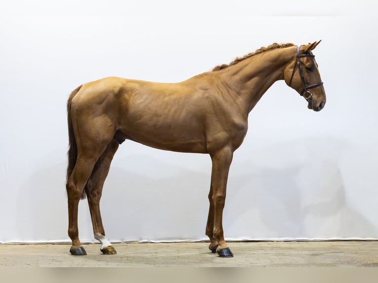 Oldenburgo Caballo castrado 6 años 175 cm  in Waddinxveen