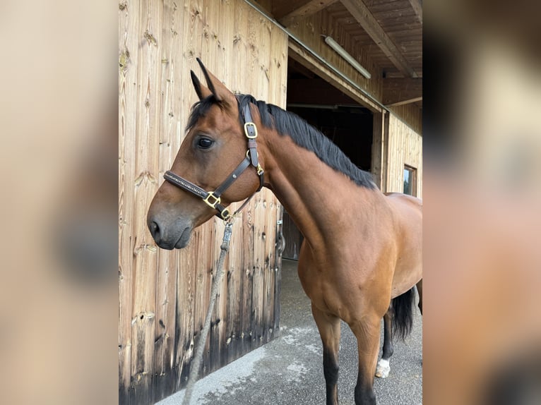 Oldenburgo Caballo castrado 6 años 175 cm Castaño in Fritzens
