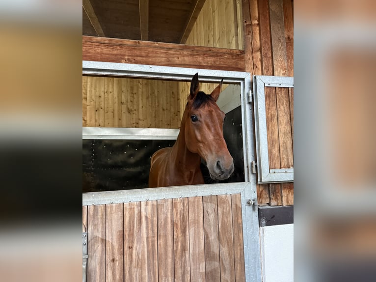 Oldenburgo Caballo castrado 6 años 175 cm Castaño in Fritzens
