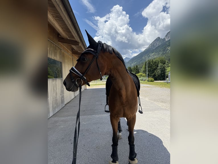Oldenburgo Caballo castrado 6 años 175 cm Castaño in Fritzens