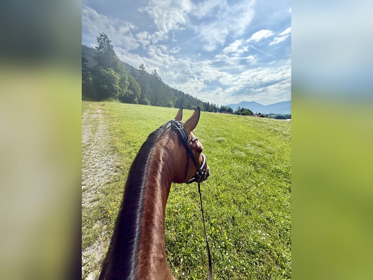 Oldenburgo Caballo castrado 6 años 175 cm Castaño in Fritzens
