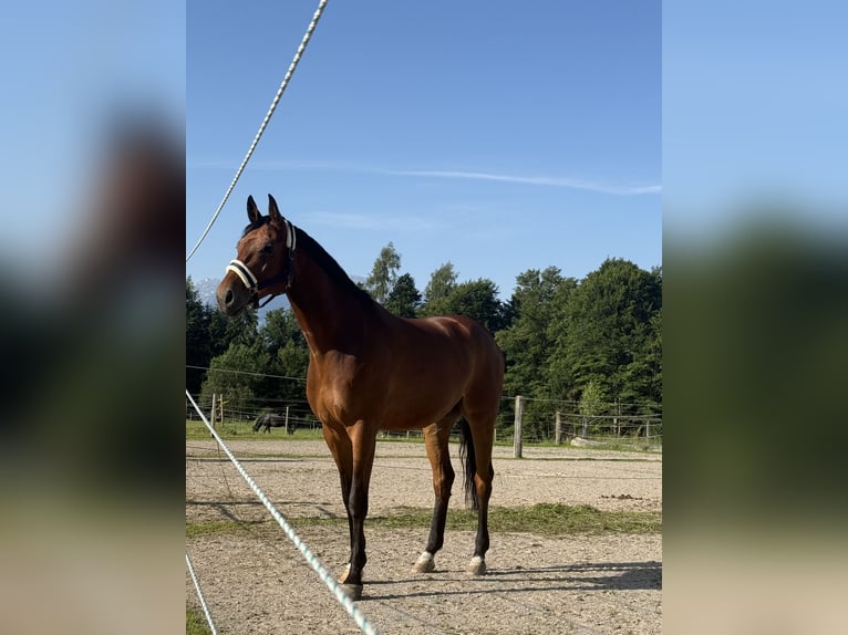 Oldenburgo Caballo castrado 6 años 175 cm Castaño in Fritzens