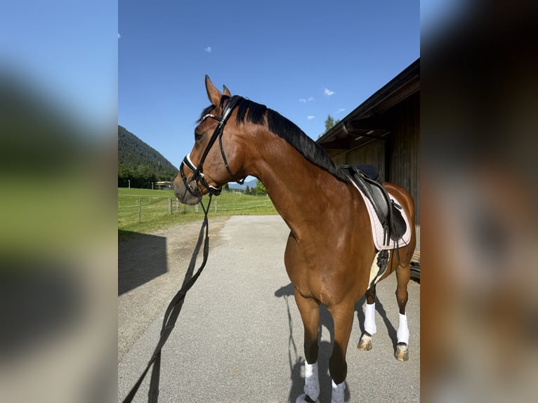 Oldenburgo Caballo castrado 6 años 175 cm Castaño in Fritzens