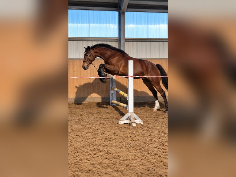 Oldenburgo Caballo castrado 6 años 175 cm Castaño in Mühlen Eichsen