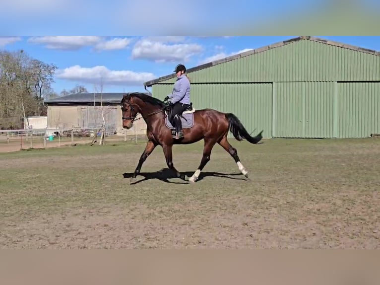 Oldenburgo Caballo castrado 6 años 175 cm Castaño in Mühlen Eichsen