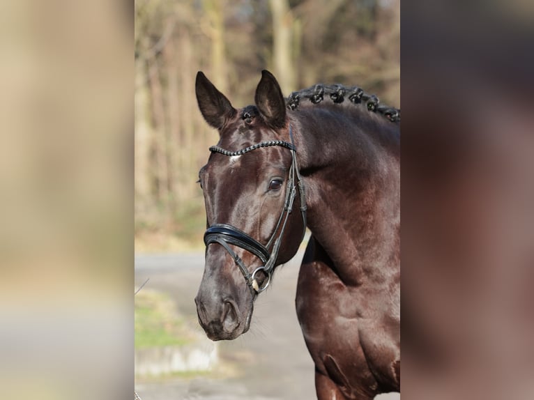 Oldenburgo Caballo castrado 6 años 175 cm Castaño oscuro in Herzebrock-Clarholz