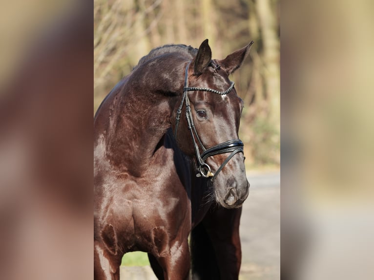 Oldenburgo Caballo castrado 6 años 175 cm Castaño oscuro in Herzebrock-Clarholz