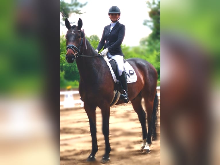 Oldenburgo Caballo castrado 6 años 175 cm Castaño oscuro in Selbitz