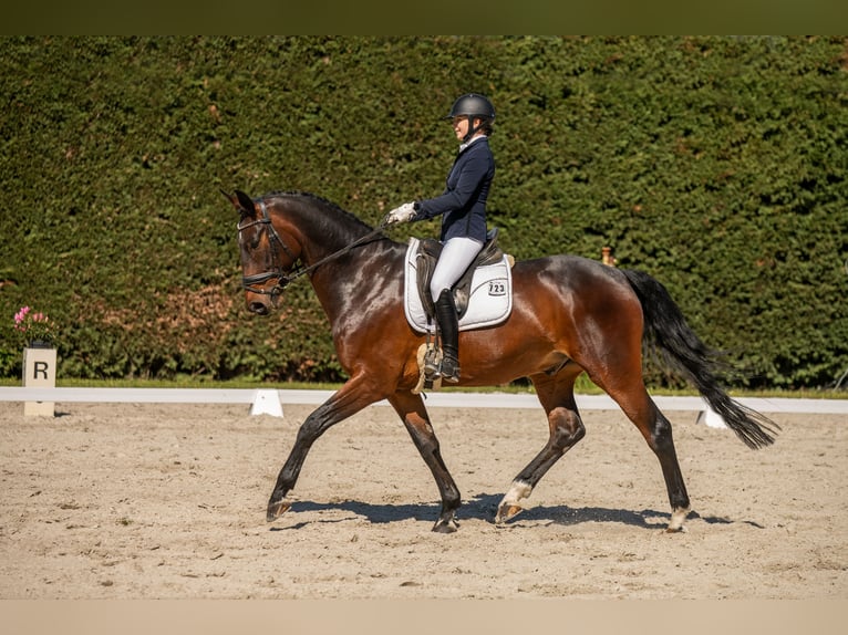 Oldenburgo Caballo castrado 6 años 175 cm Castaño oscuro in Selbitz