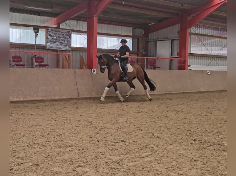 Oldenburgo Caballo castrado 6 años 176 cm Castaño in Schwalmstadt