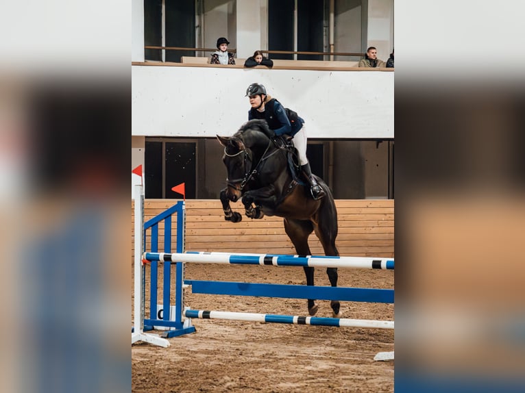 Oldenburgo Caballo castrado 6 años 176 cm Castaño rojizo in Ventspils