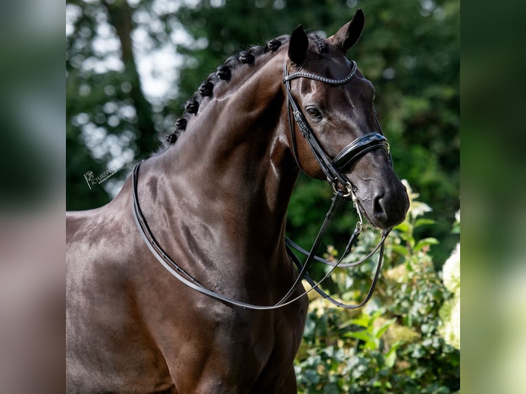 Oldenburgo Caballo castrado 6 años 176 cm Negro in Susteren