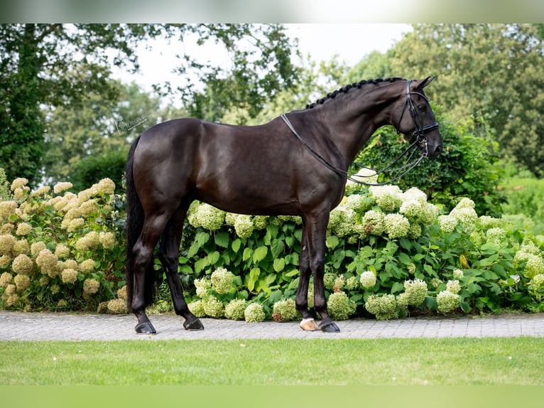 Oldenburgo Caballo castrado 6 años 176 cm Negro in Susteren