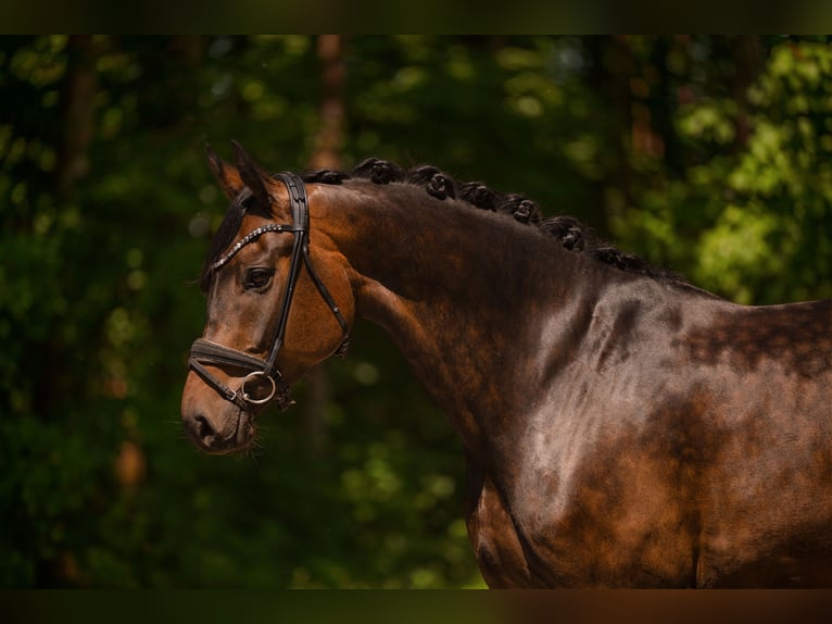 Oldenburgo Caballo castrado 6 años 177 cm Castaño oscuro in Wehringen