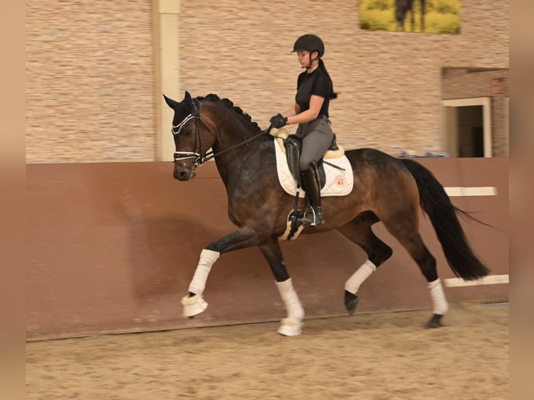 Oldenburgo Caballo castrado 6 años 177 cm Castaño oscuro in Wehringen