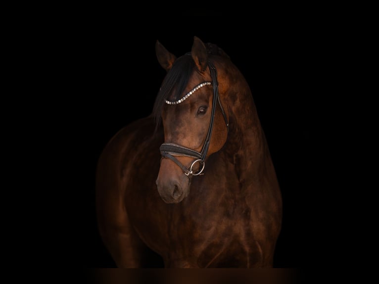Oldenburgo Caballo castrado 6 años 177 cm Castaño oscuro in Wehringen
