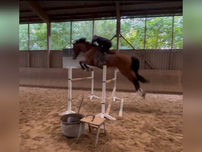 Oldenburgo Caballo castrado 6 años 179 cm Castaño in Kirchberg