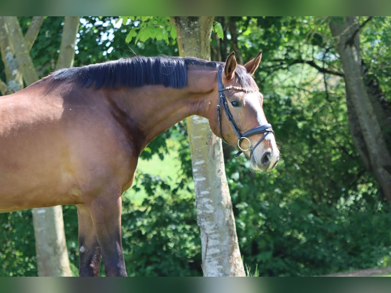 Oldenburgo Caballo castrado 6 años 180 cm Castaño in Börrstadt