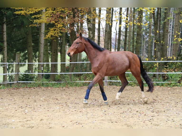 Oldenburgo Caballo castrado 6 años 182 cm Castaño in Reichertshausen