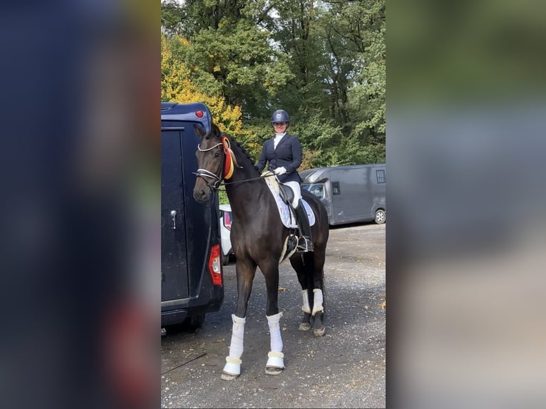 Oldenburgo Caballo castrado 6 años 185 cm Castaño oscuro in Mönchengladbach