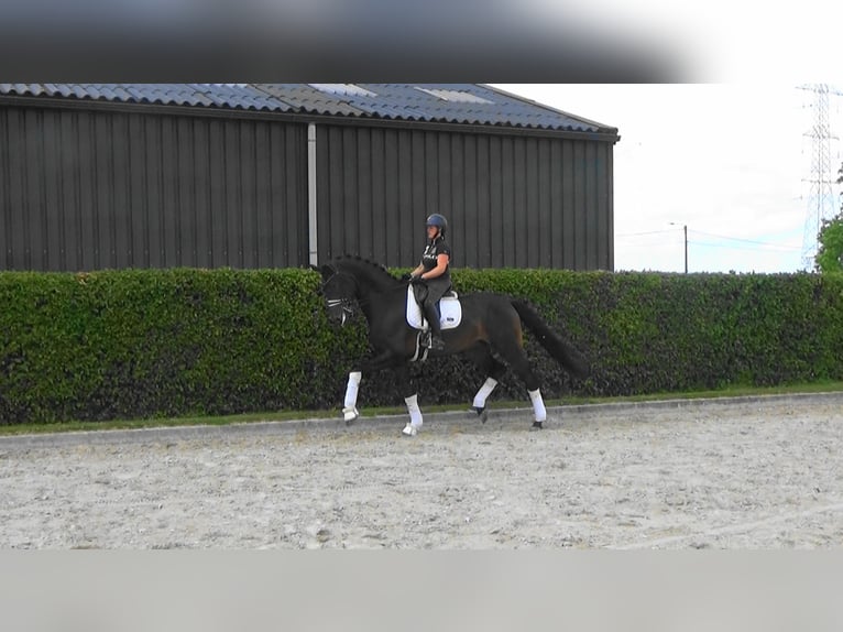 Oldenburgo Caballo castrado 6 años 185 cm Castaño oscuro in Mönchengladbach