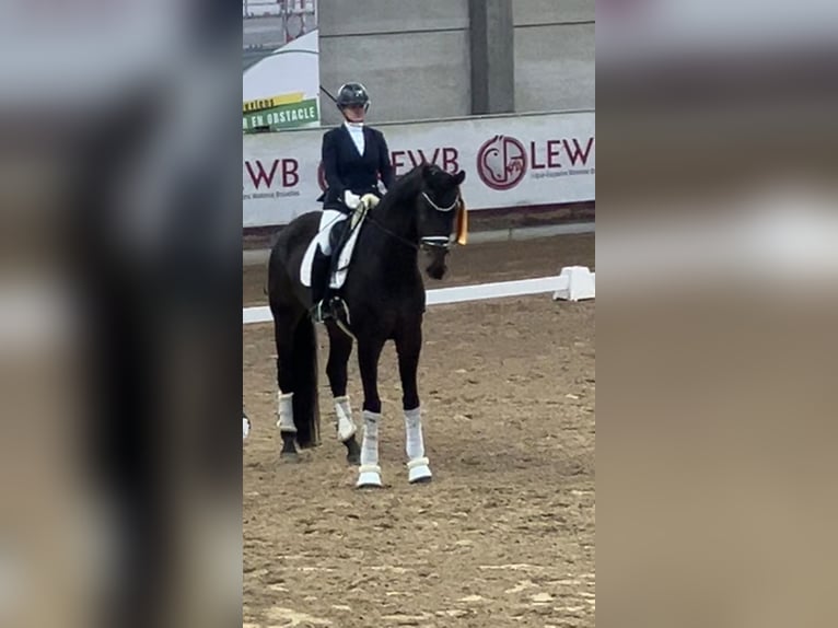 Oldenburgo Caballo castrado 6 años 185 cm Castaño oscuro in Mönchengladbach