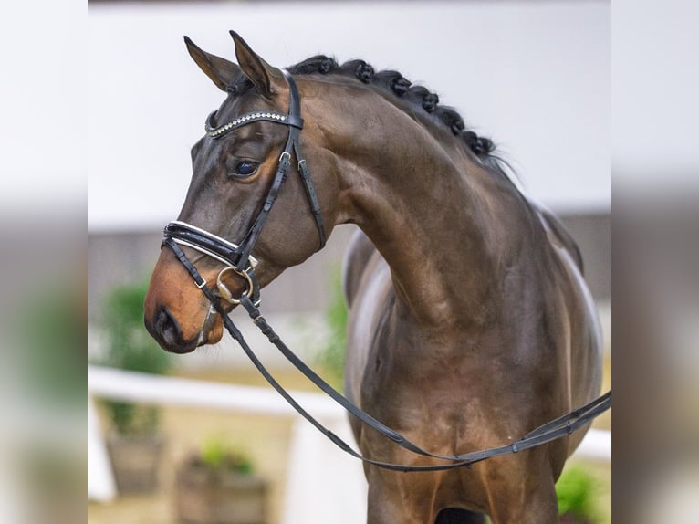 Oldenburgo Caballo castrado 6 años Castaño in Münster-Handorf