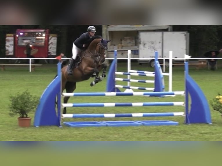 Oldenburgo Caballo castrado 6 años Castaño in Wächtersbach