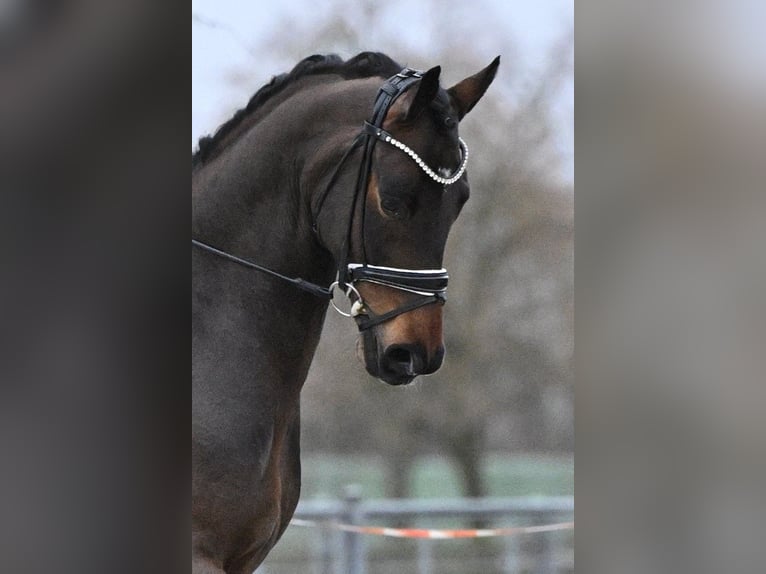 Oldenburgo Caballo castrado 6 años Castaño oscuro in Gomadingen