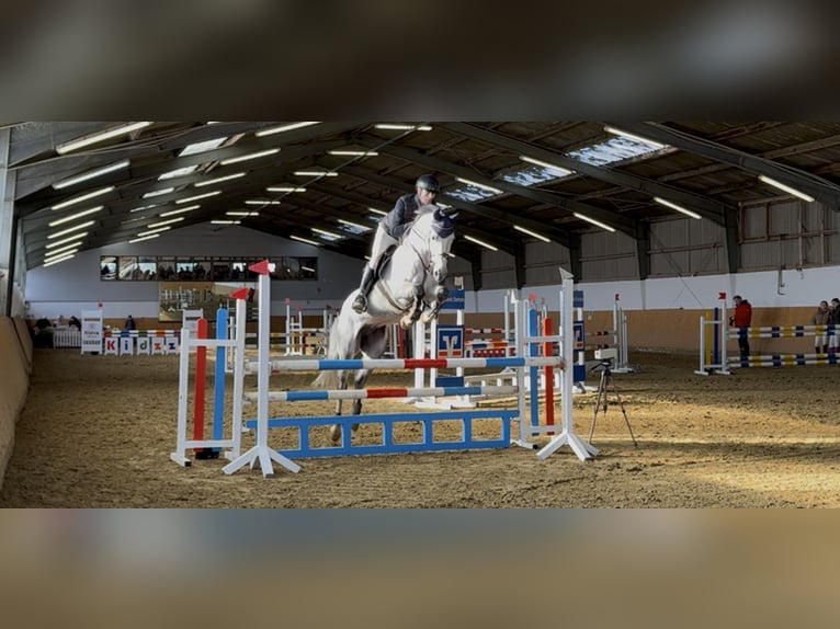 Oldenburgo Caballo castrado 7 años 161 cm Tordo in Bergkamen