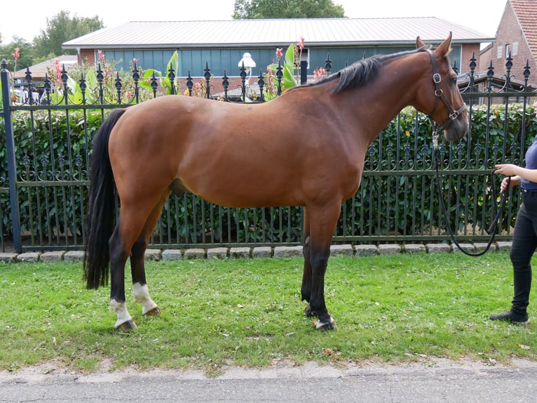 Oldenburgo Caballo castrado 7 años 164 cm in Dorsten