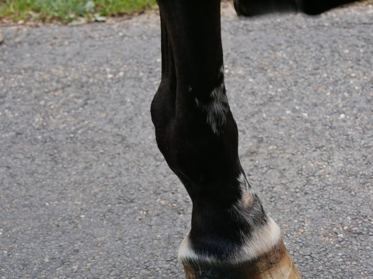 Oldenburgo Caballo castrado 7 años 164 cm in Dorsten