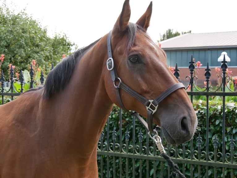 Oldenburgo Caballo castrado 7 años 164 cm in Dorsten