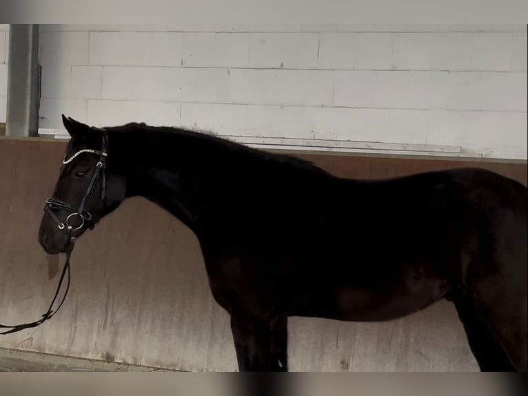 Oldenburgo Caballo castrado 7 años 164 cm Negro in Hörstel