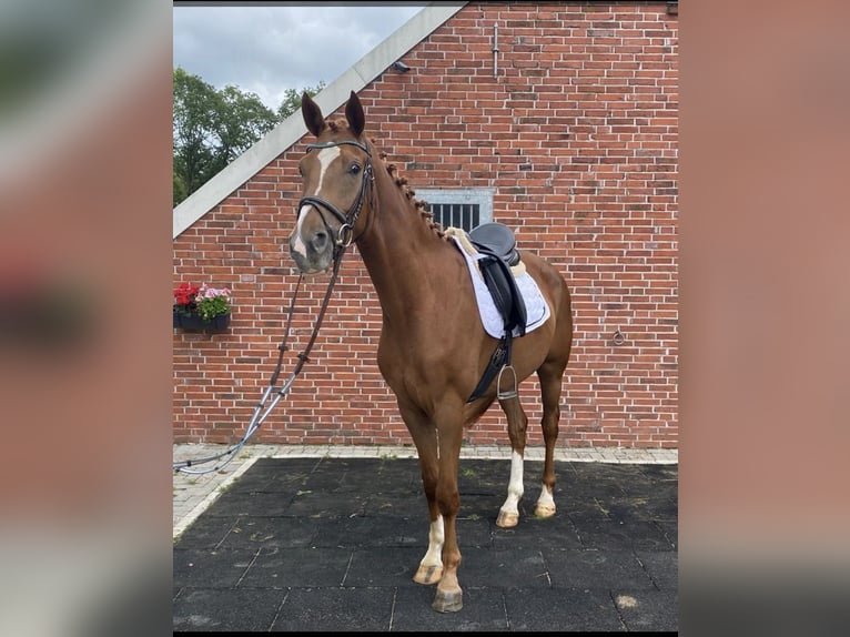 Oldenburgo Caballo castrado 7 años 165 cm Alazán in Westerholt