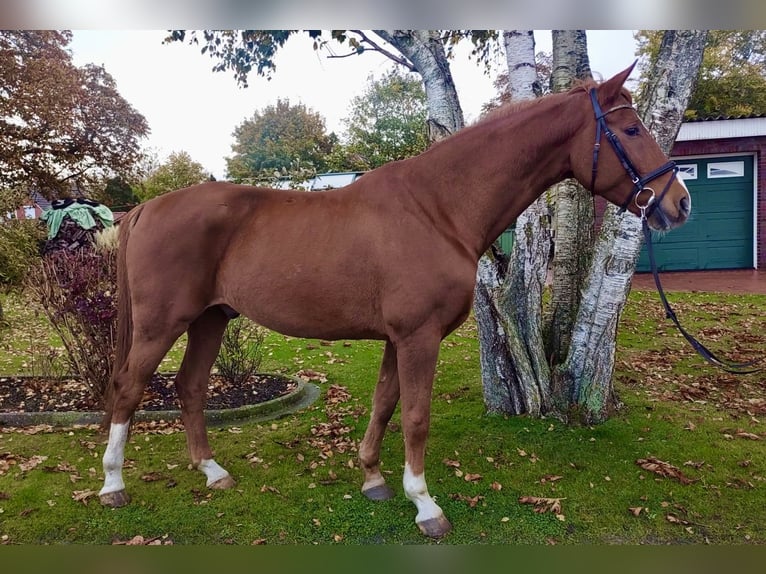 Oldenburgo Caballo castrado 7 años 165 cm Alazán in Großheide