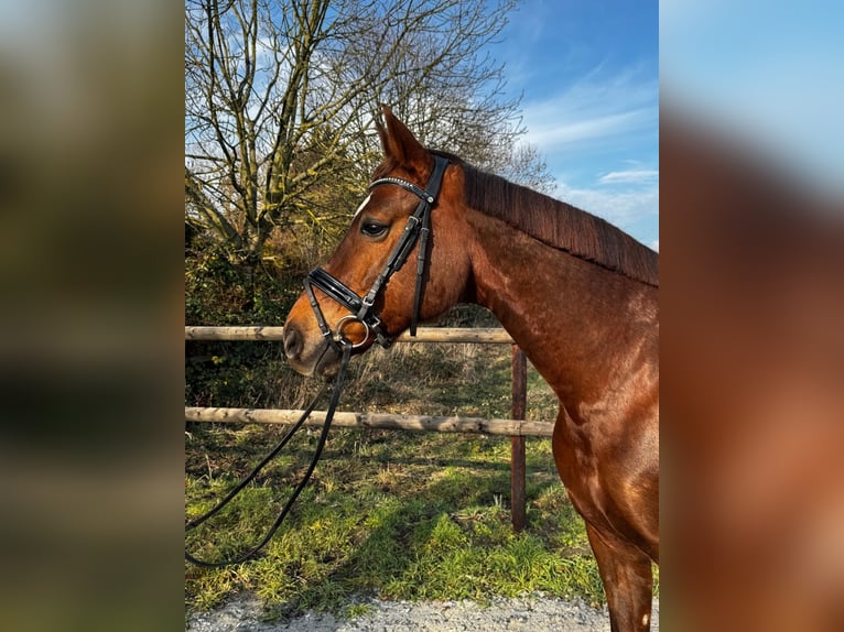 Oldenburgo Caballo castrado 7 años 165 cm Alazán-tostado in Elsdorf
