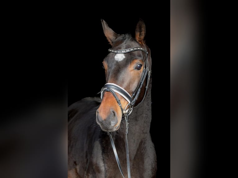 Oldenburgo Caballo castrado 7 años 166 cm Castaño in Niederkrüchten