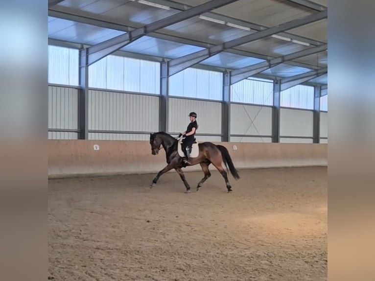 Oldenburgo Caballo castrado 7 años 166 cm Castaño oscuro in Wilhelmshaven